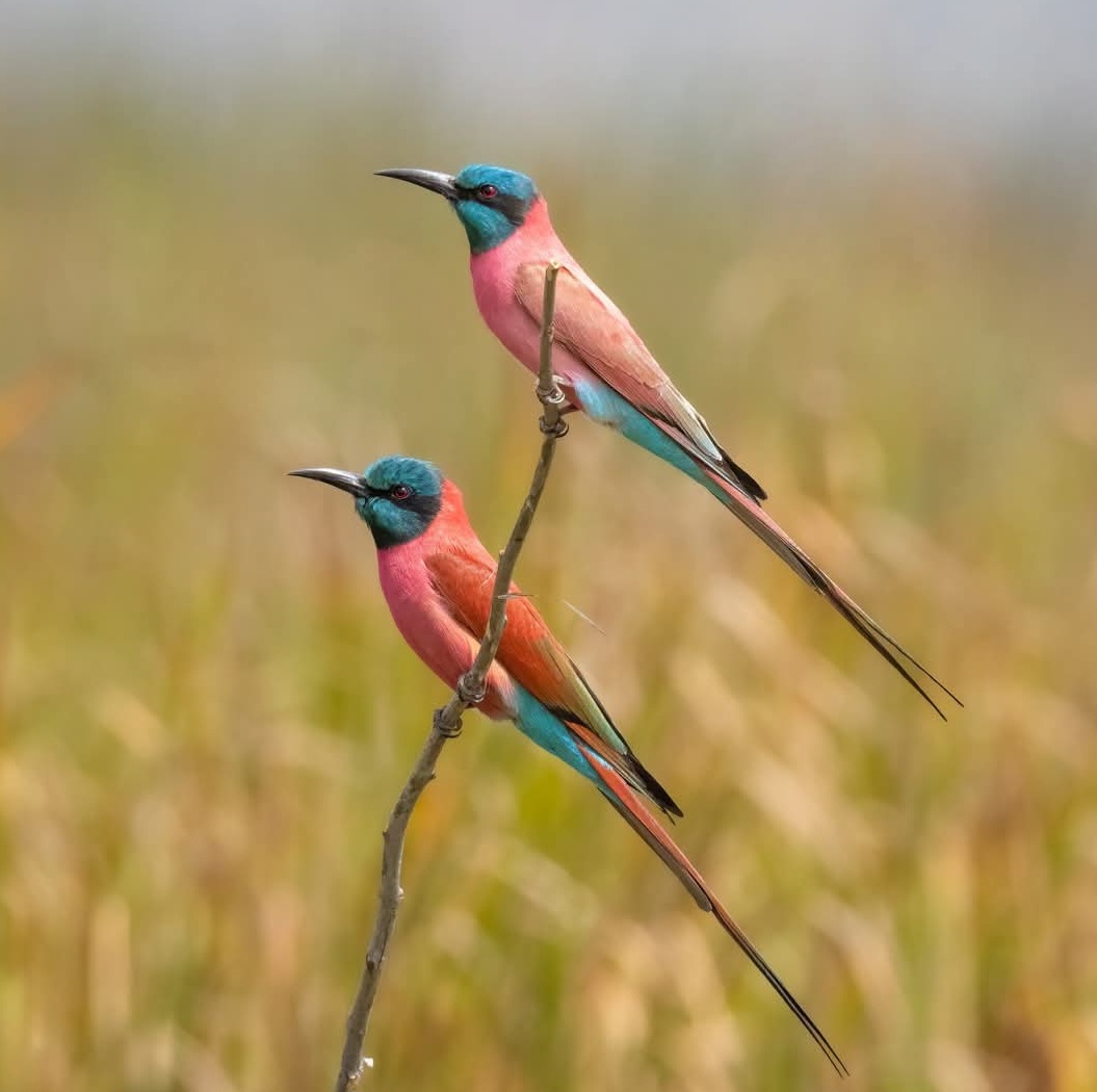 18-Day Gambia, Southern and Northern Senegal Birding Tour with JJ