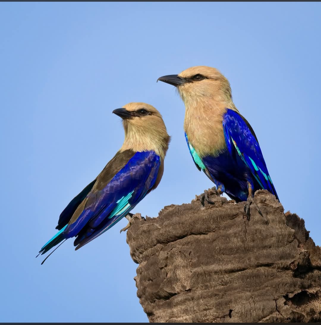 14-Day Custom Gambia and Senegal Target Bird Tour with JJ