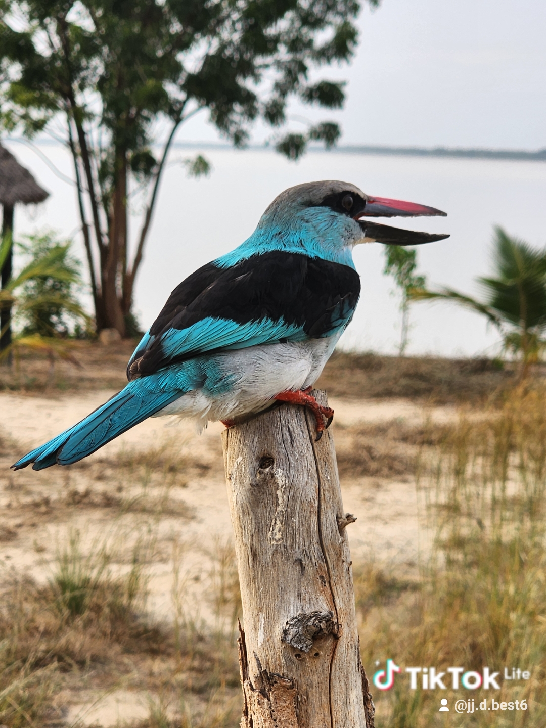 14-Day Extended Gambia Birding Tour with JJ