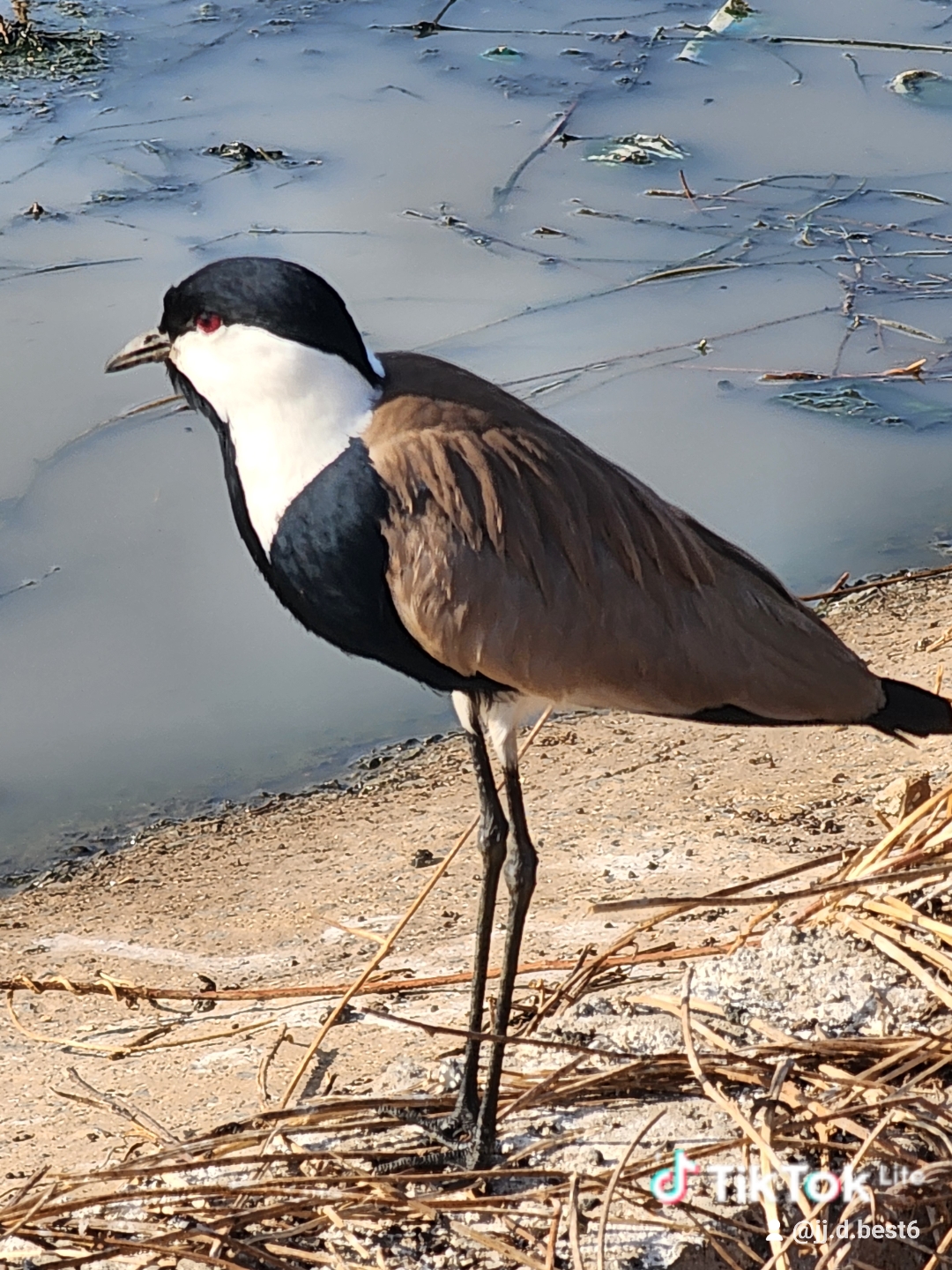 10-Day Gambia Birding Tour with JJ