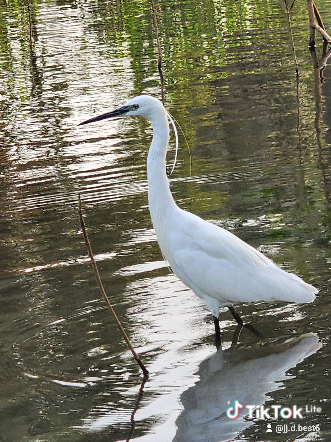 8-Day Gambia Birding Tour with JJ