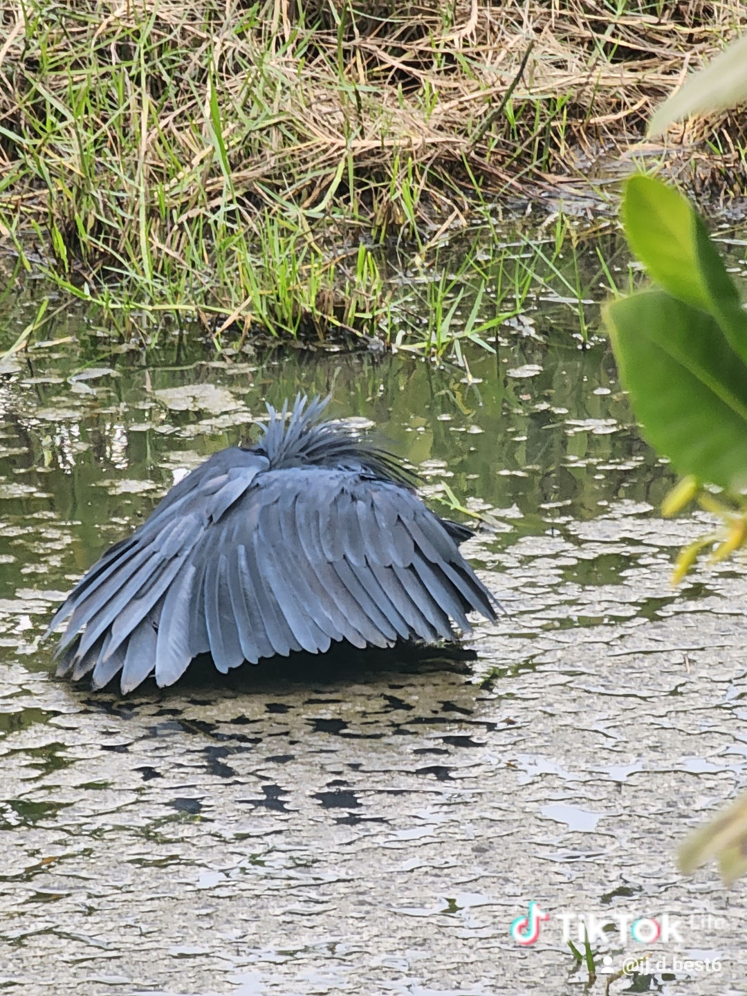 5-Day Inland Gambia Birding Tour with JJ