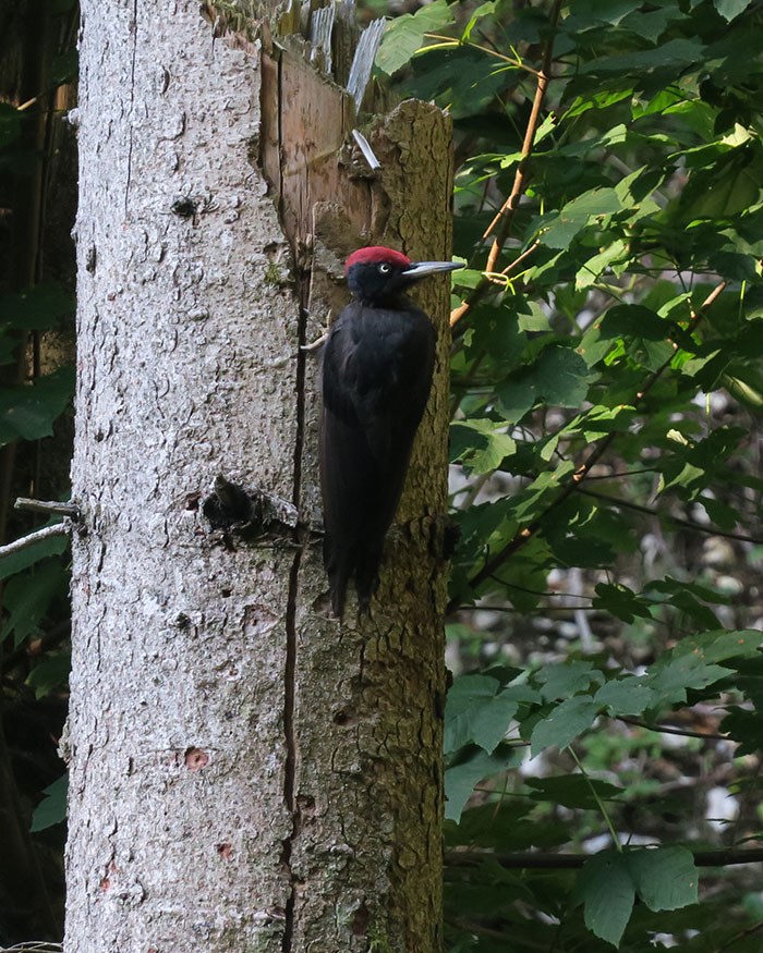Private Seven-Day Slovenia Nature and Bird-Searching Tour with Paul Veenvliet