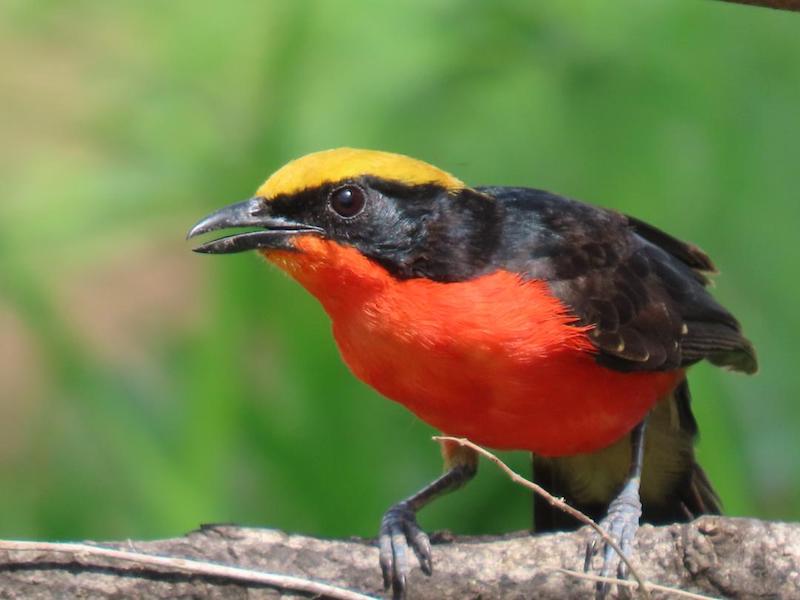 Eight-Day Coastal Gambia Birding and Photography Tour