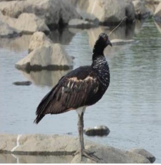 17-Day Southern Ecuador Birding Journey with Mauricio Ruano