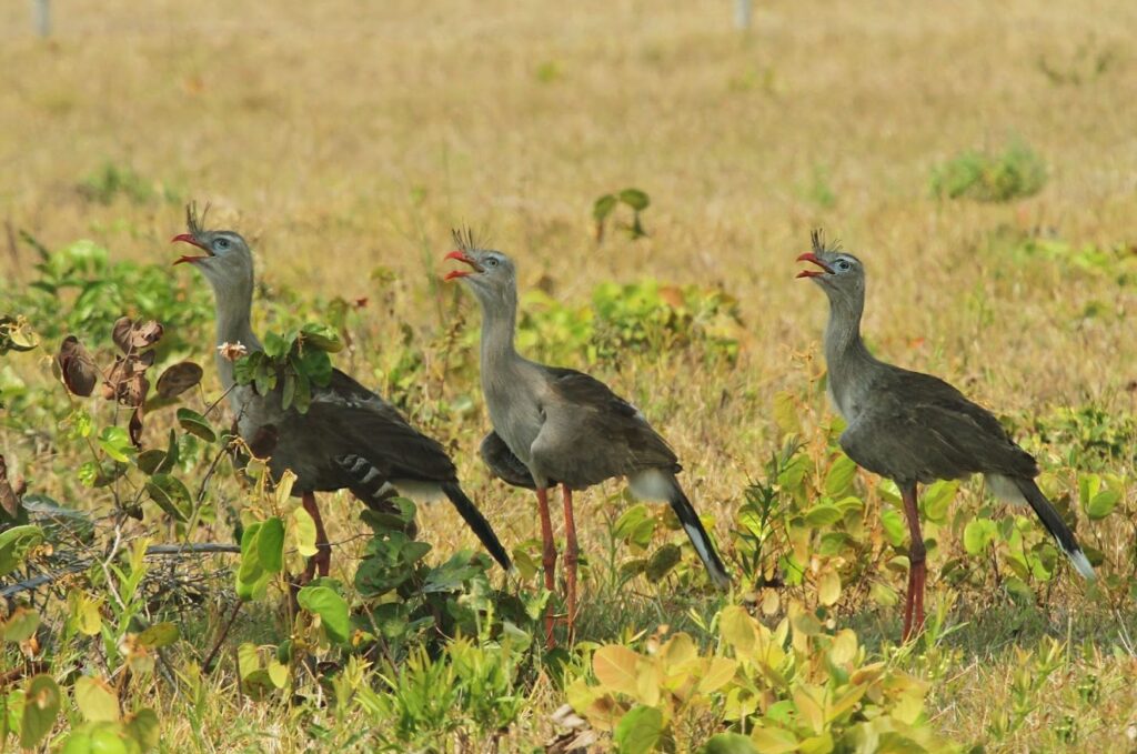 Full-Day Birding and Wildlife in Santa Cruz