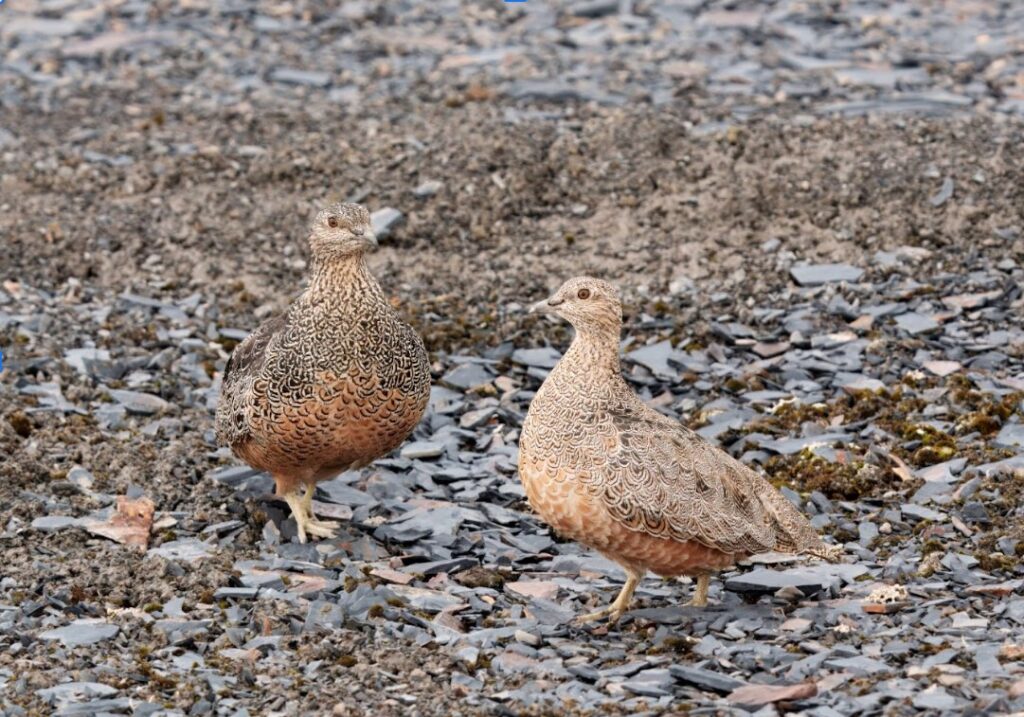 Full-Day Birding from La Paz to the Yungas