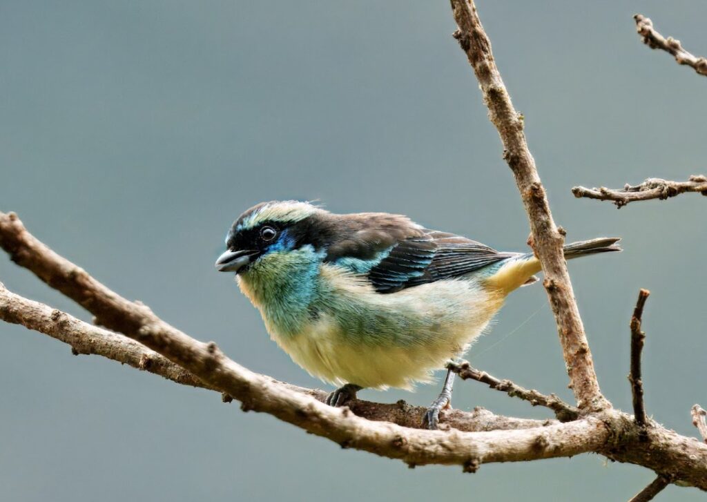 Three-Day Amboro National Park Birding from Santa Cruz