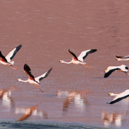 Five-Day White Deserts and Colored Lagoons Birding Tour