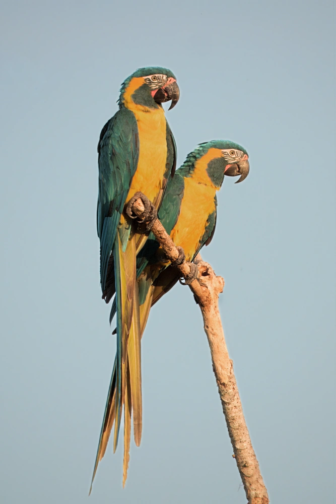 Eight-Day Blue-throated Macaw and Madidi Birding Expedition