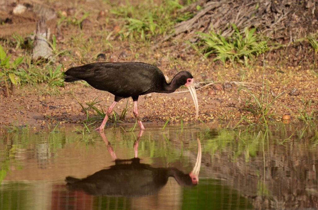 Bolivia Birding and Cultural Heritage Grand Expedition