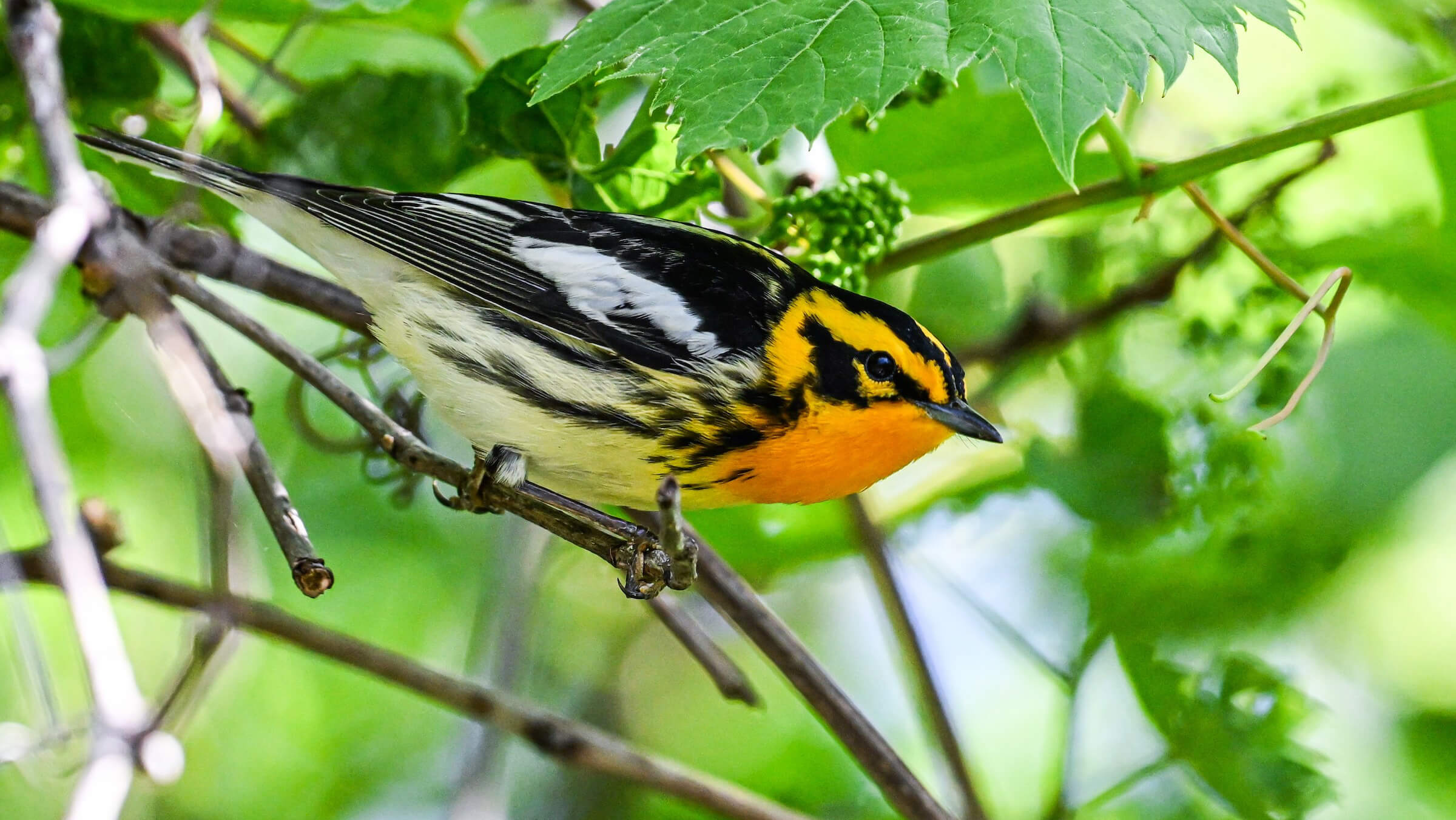 Private Georgia Birding Day with Patrick Maurice