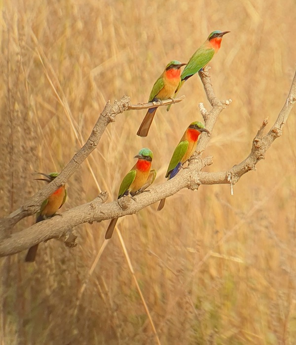 Best of Gambia 12-Day Birding and Photography Tour