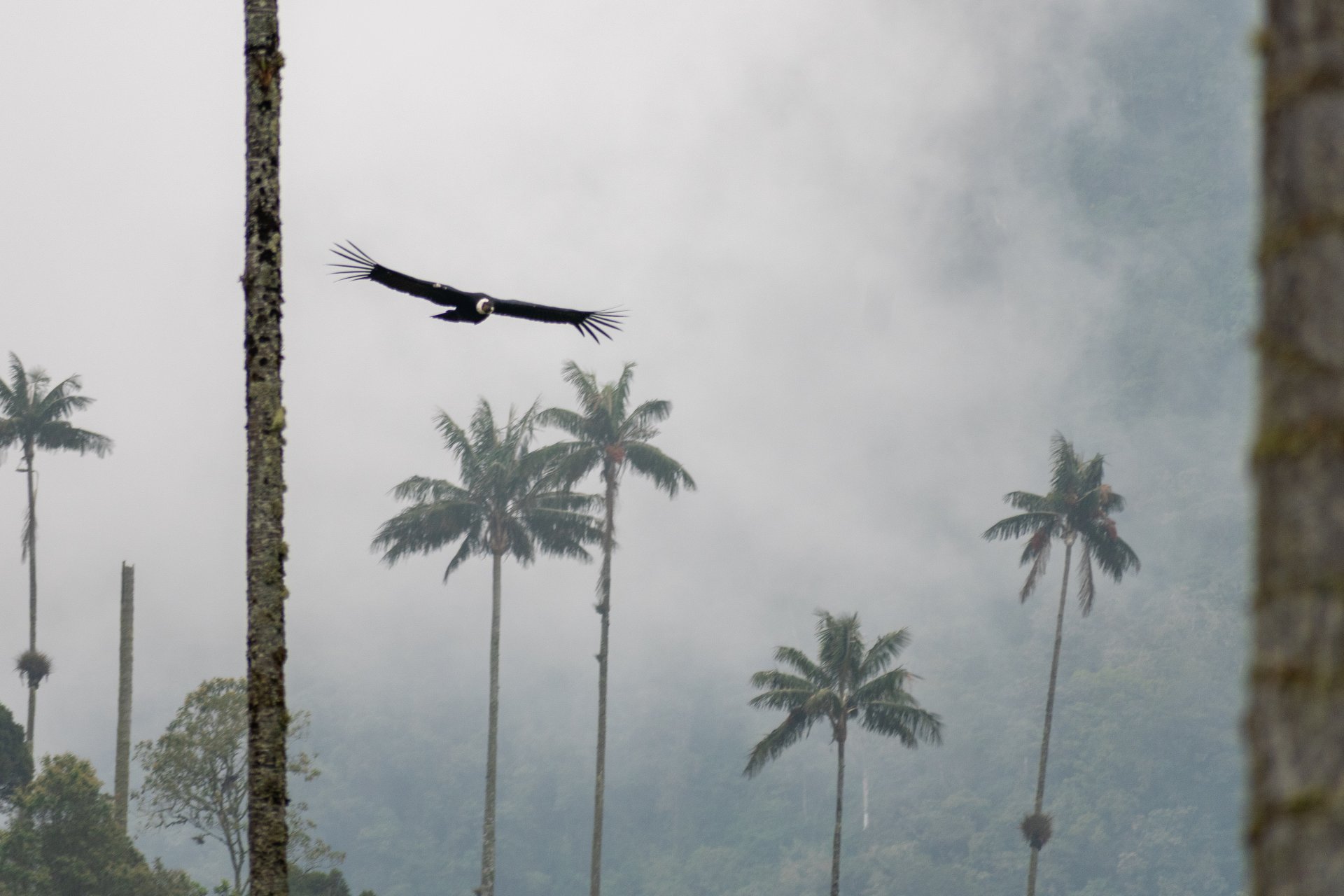 Private Quindio and Colombia Birdwatching with Yezid Linares