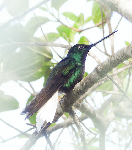 Sierra Nevada Two-Day Endemic Birding Expedition