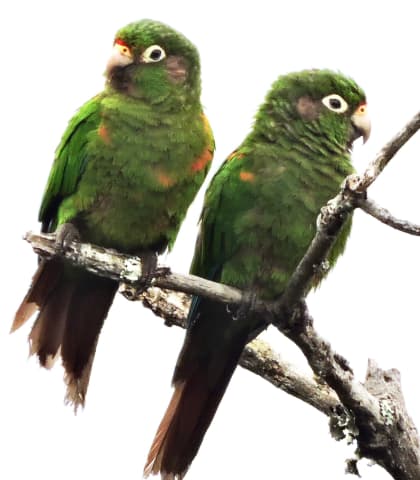 Cerro Kennedy and San Lorenzo Ridge Full-Day Birding