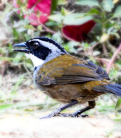 El Campano Mid-Elevation Birding Route