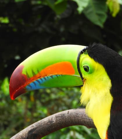 Private Minca Lowlands Birding Exploration