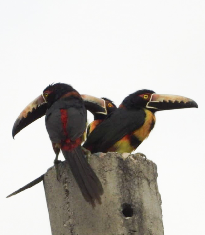 Minca Daily Three-Hour Birdwatching Tour