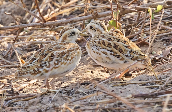 Quail-Plover and Golden Nightjar Birding Tour in Senegal