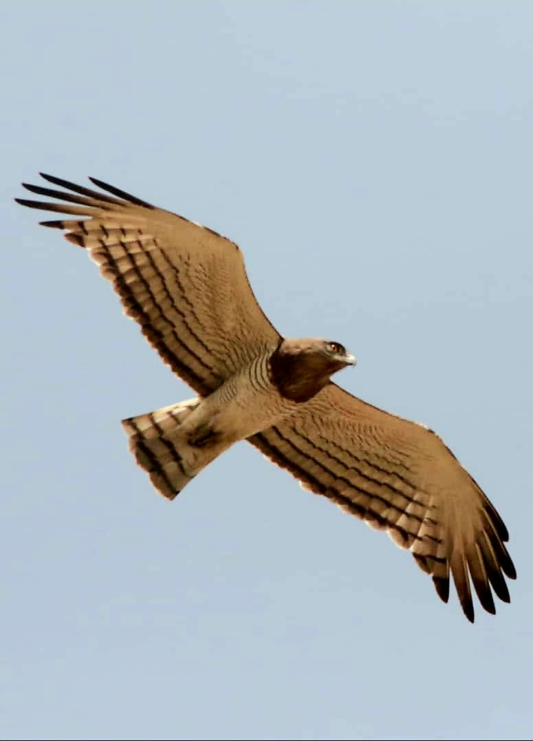 Fifteen-Day Gambia Birding and Photography Tour