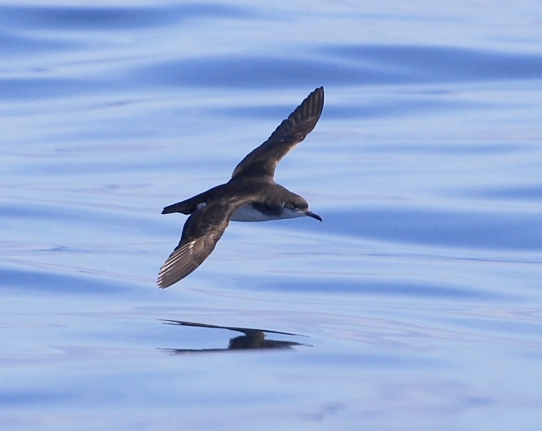 Private Scottish Highlands Birding Day with John Poyner