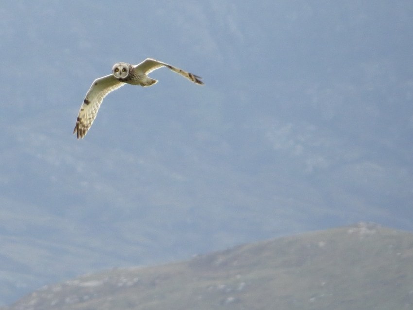 Five-Day Scottish Migration and Seabirds Cruise Break 2026