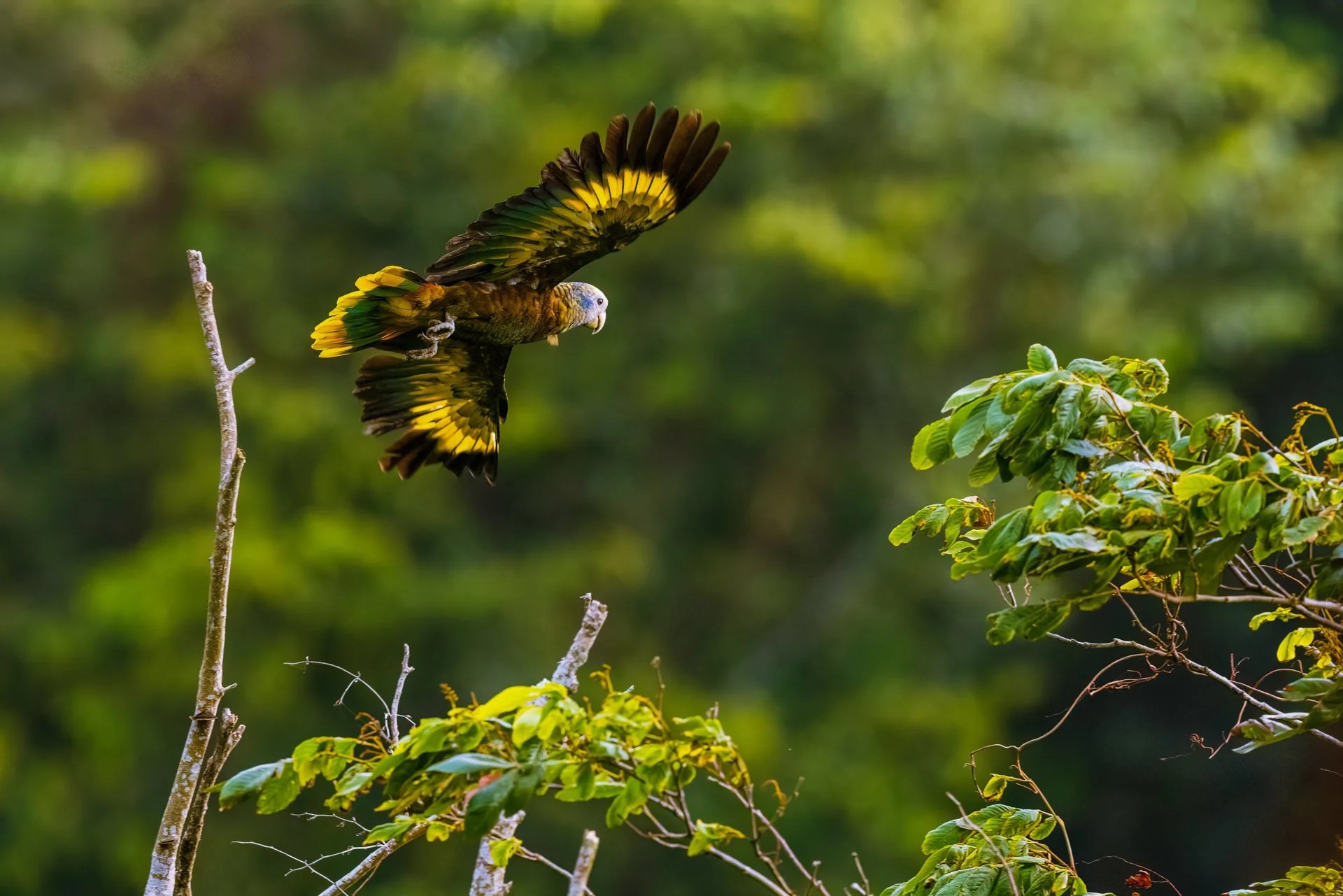 Fourteen-Day Every Endemic in the Lesser Antilles Tour