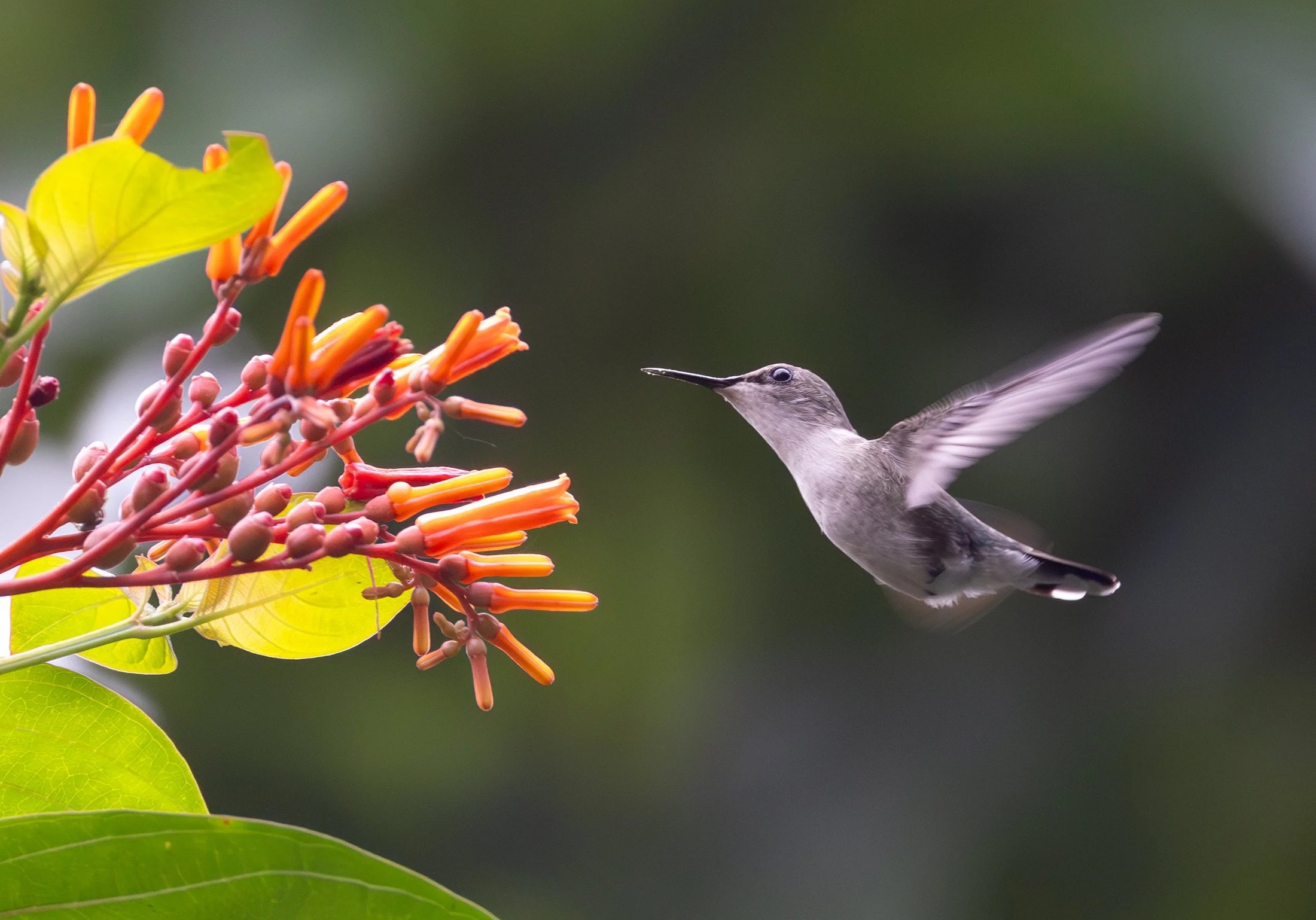 Fourteen-Day Endemics of the Greater Antilles Tour