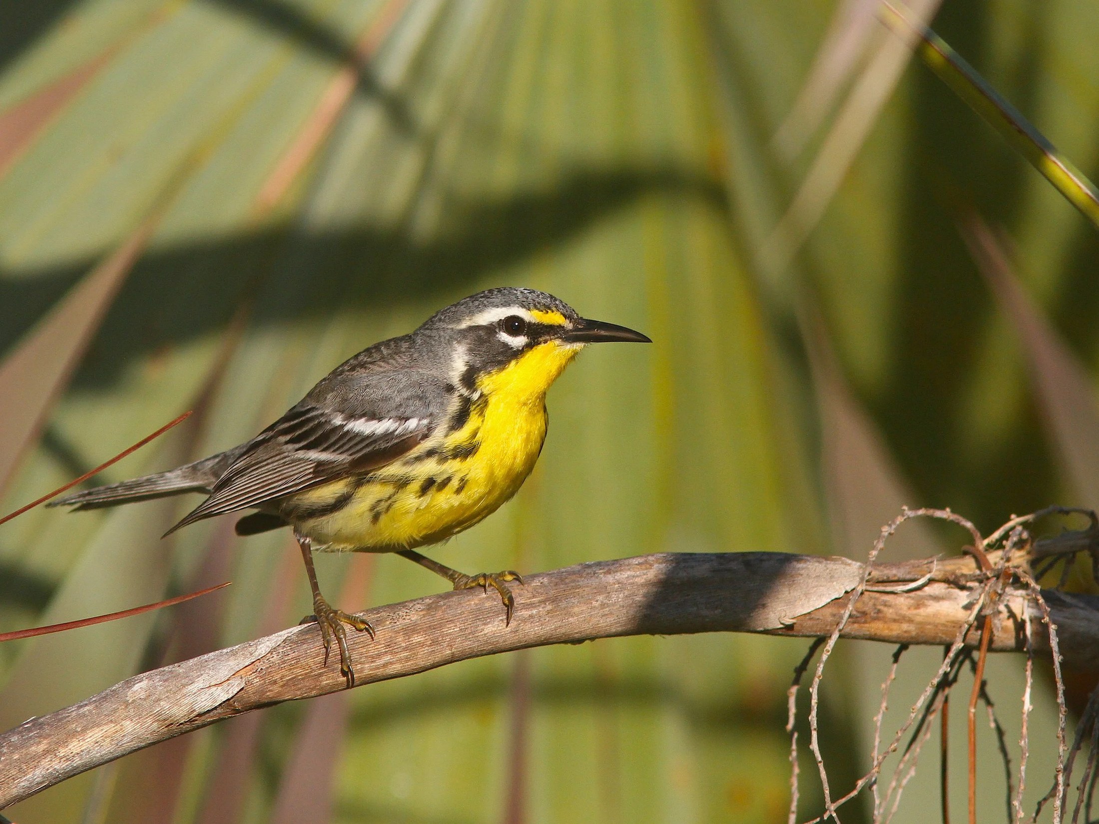 Private Endemics of the Bahamas Birding Tour