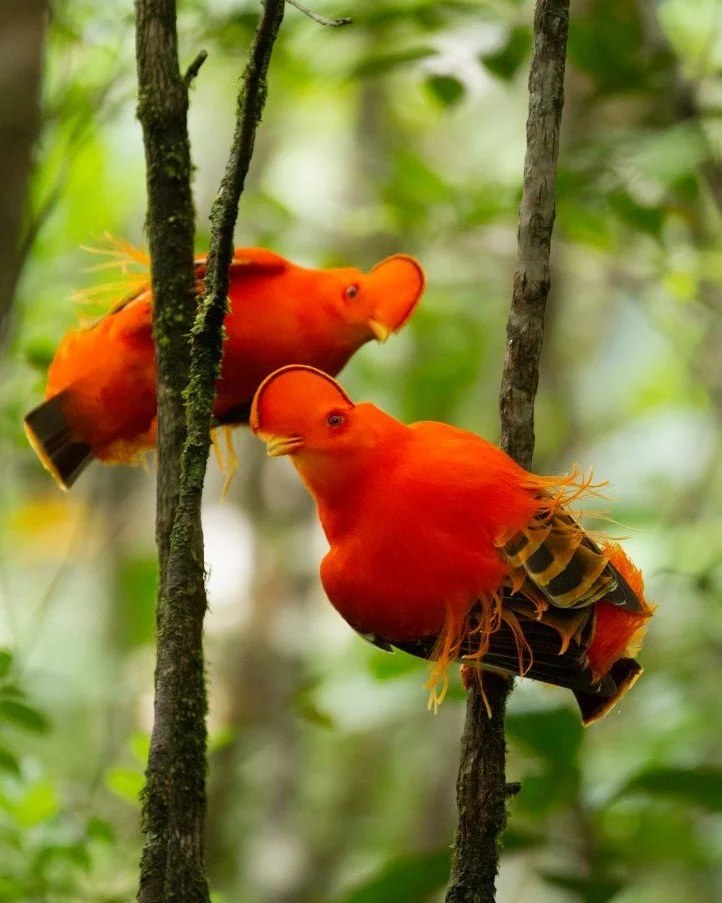 Fourteen-Day Endemics of the Guiana Shield Birding Tour