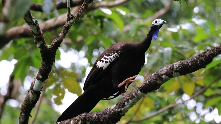 Private Ten-Day Sweet, Sweet Trinidad and Tobago Birding Tour