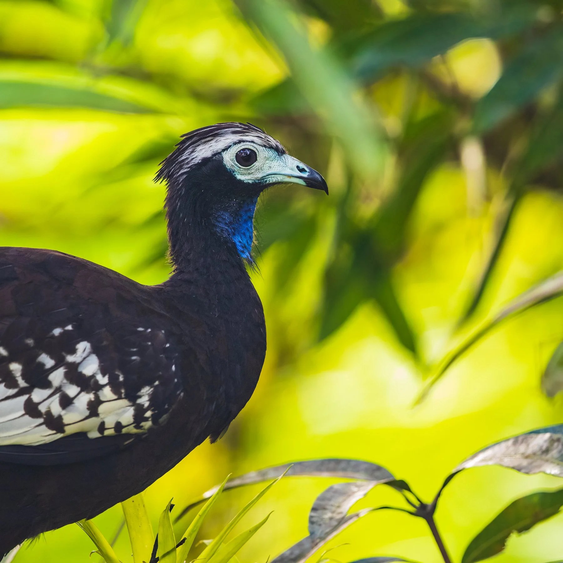 Private Short Trinidad and Tobago Birding Extension