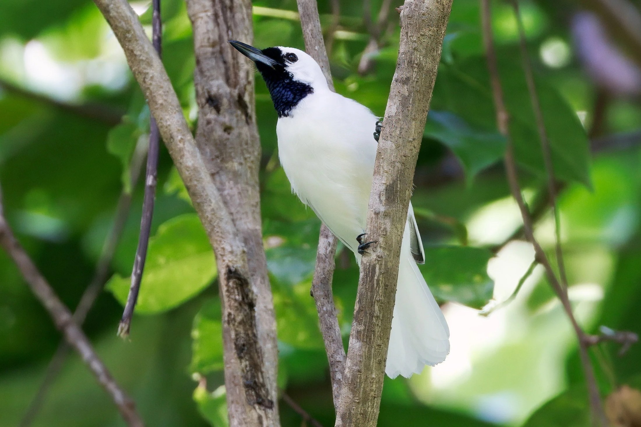Eighteen-Day Micronesian Region Endemics Tour 2027