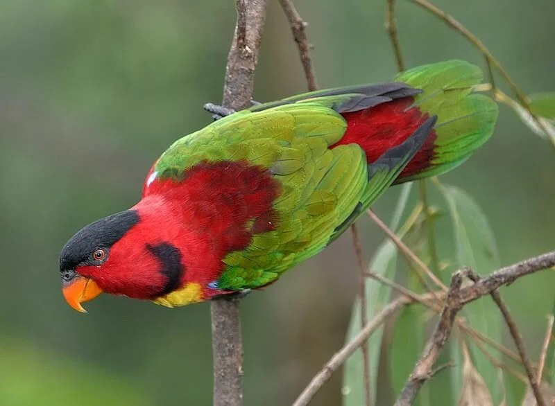 Sixteen-Day Endemics of the Solomon Islands Tour 2028