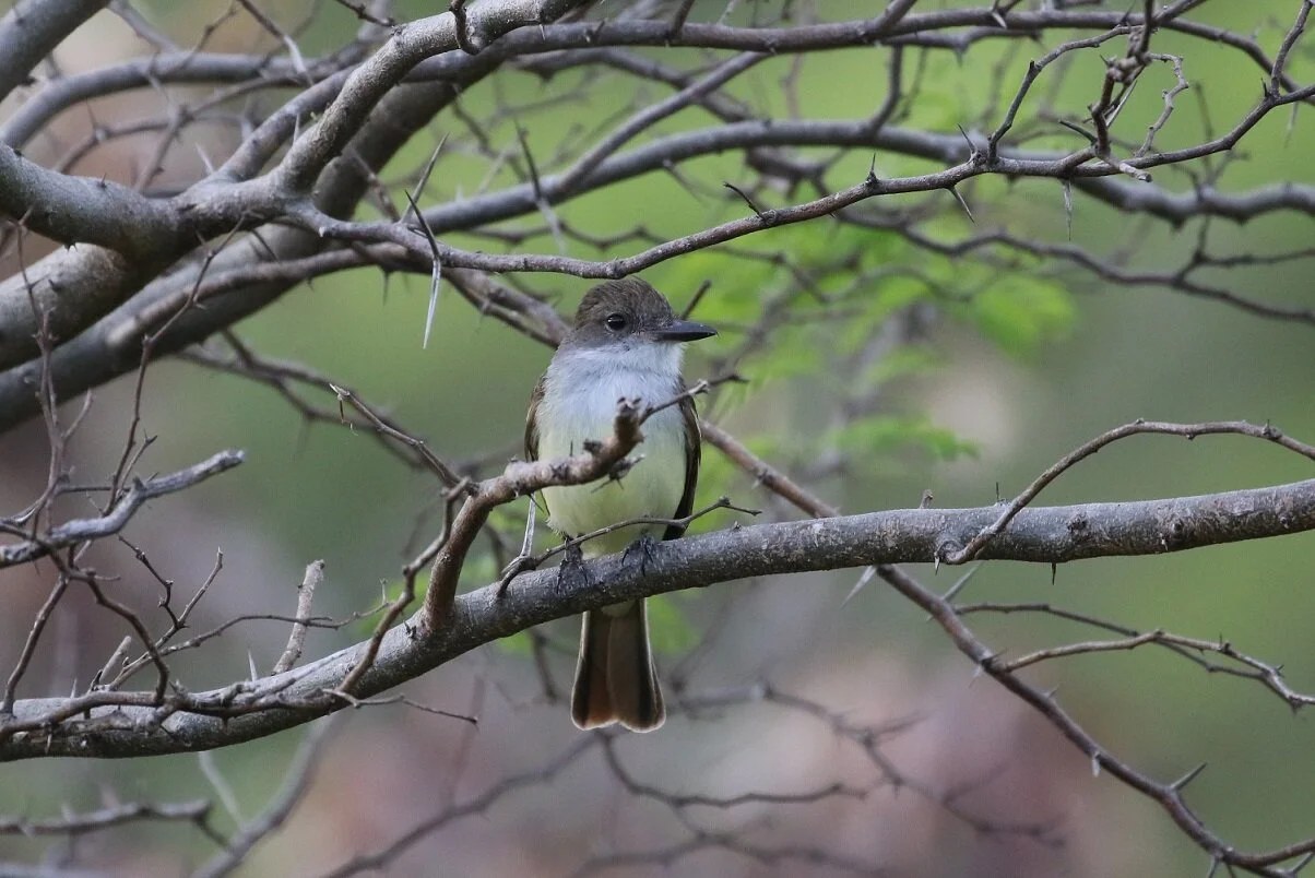 Private Nine-Day In Search of the Amazonas Caribbean Birding Tour