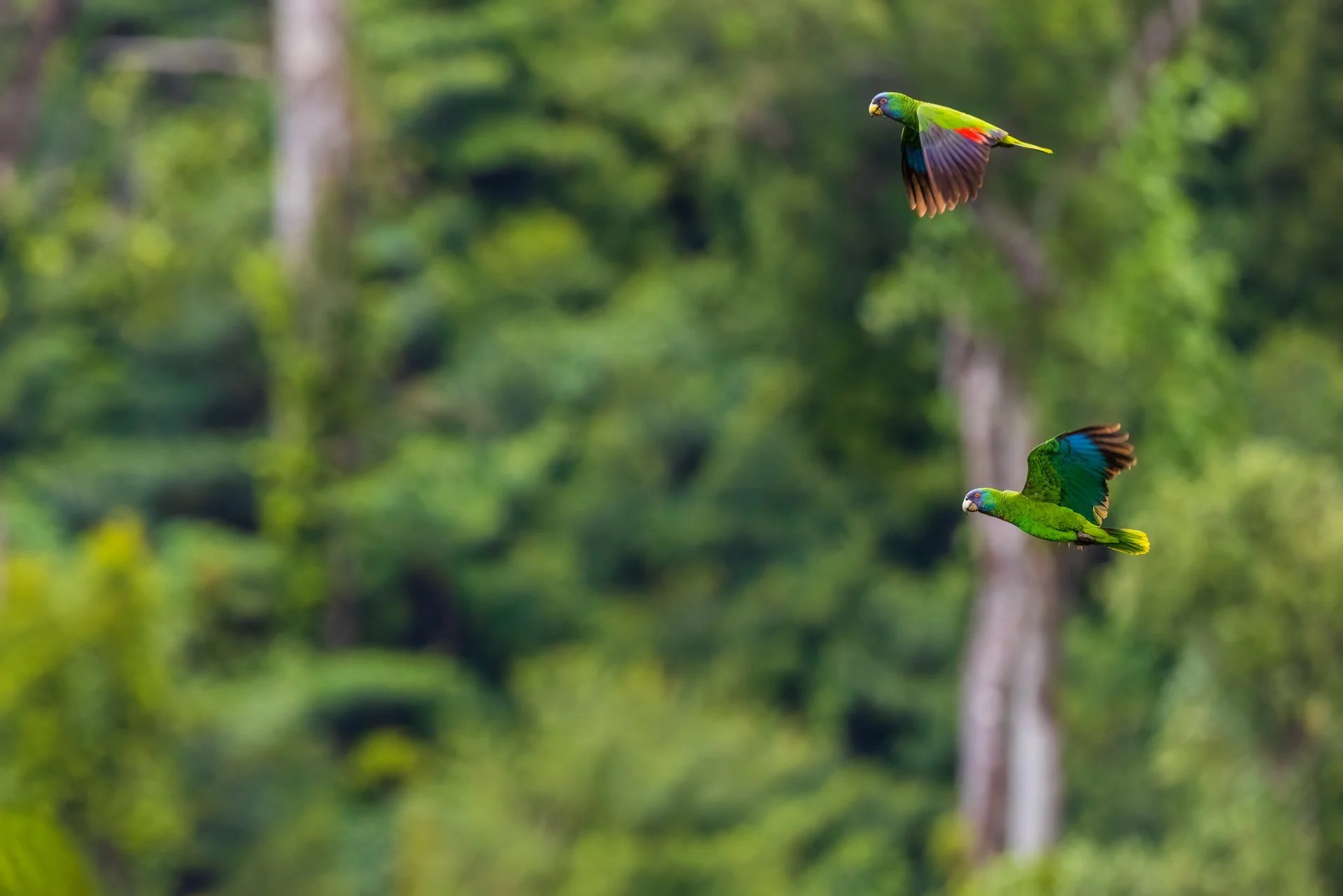 Private Build-Your-Own Island Birding Tour