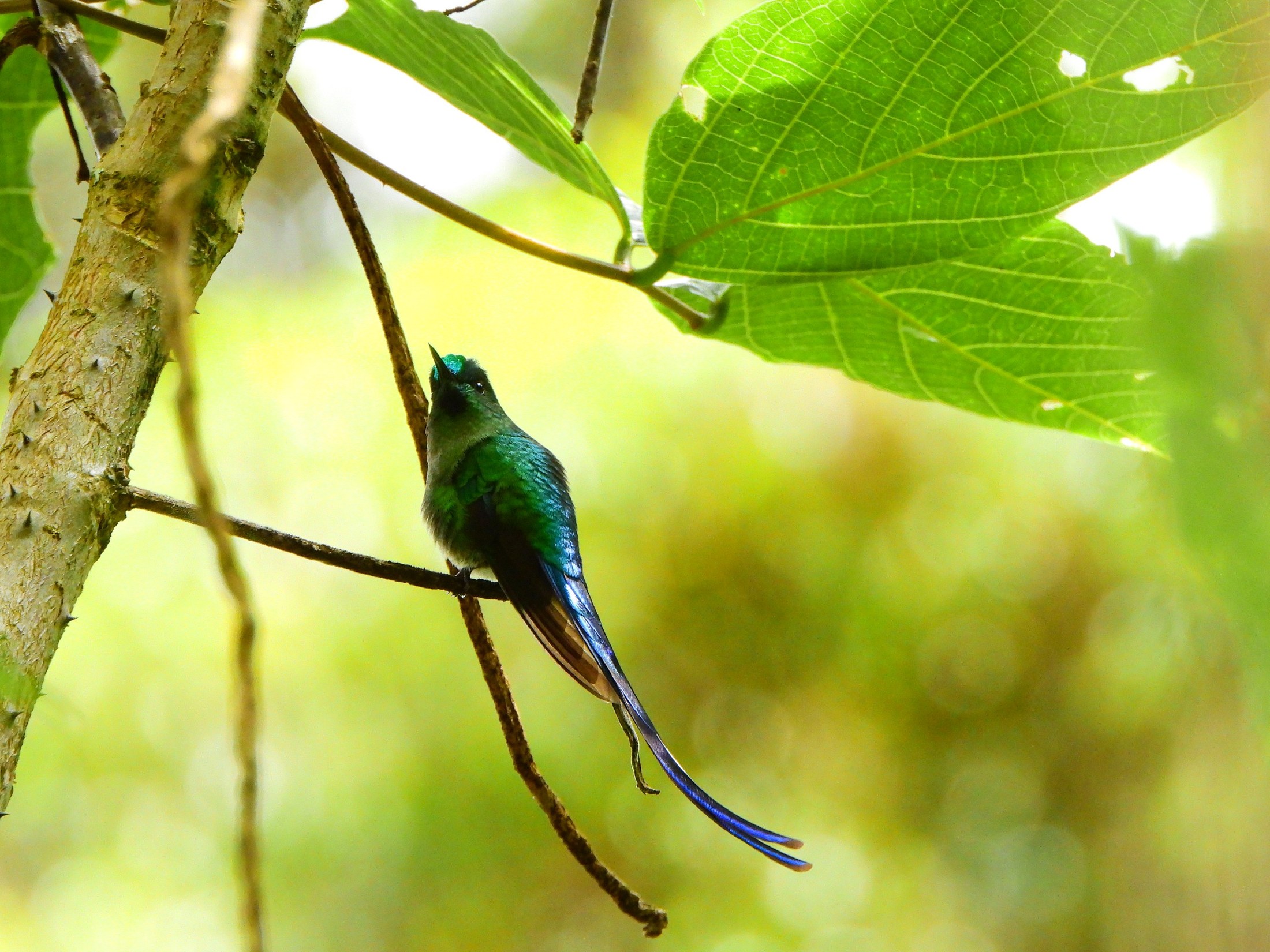 Private Three-Day El Encanto Birding and Orchid Tour
