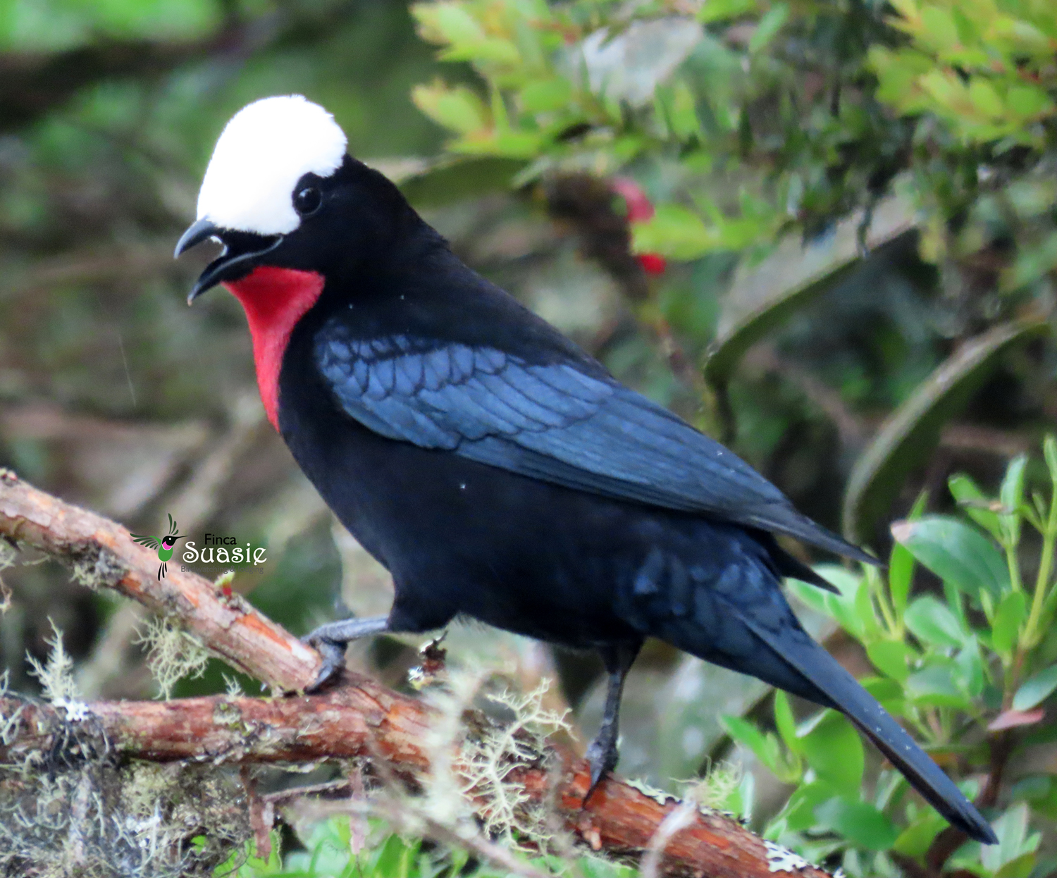 Private Three-Hour High-Andean Birding at Finca Suasie