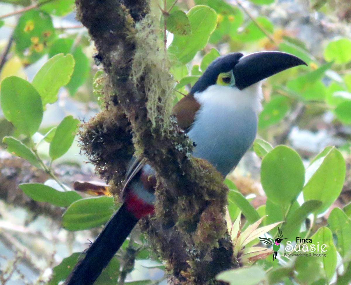 Private Full-Day Chingaza Birdwatching at Finca Suasie