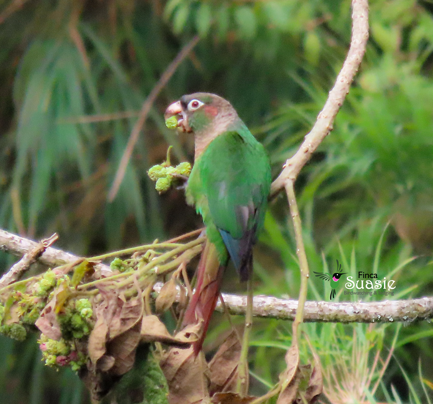 Private Overnight Birdwatching and Lodging at Finca Suasie