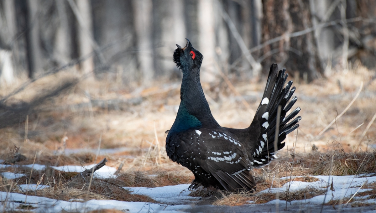 Classic Mongolia Birding: Gobi, Steppe Lakes and Taiga