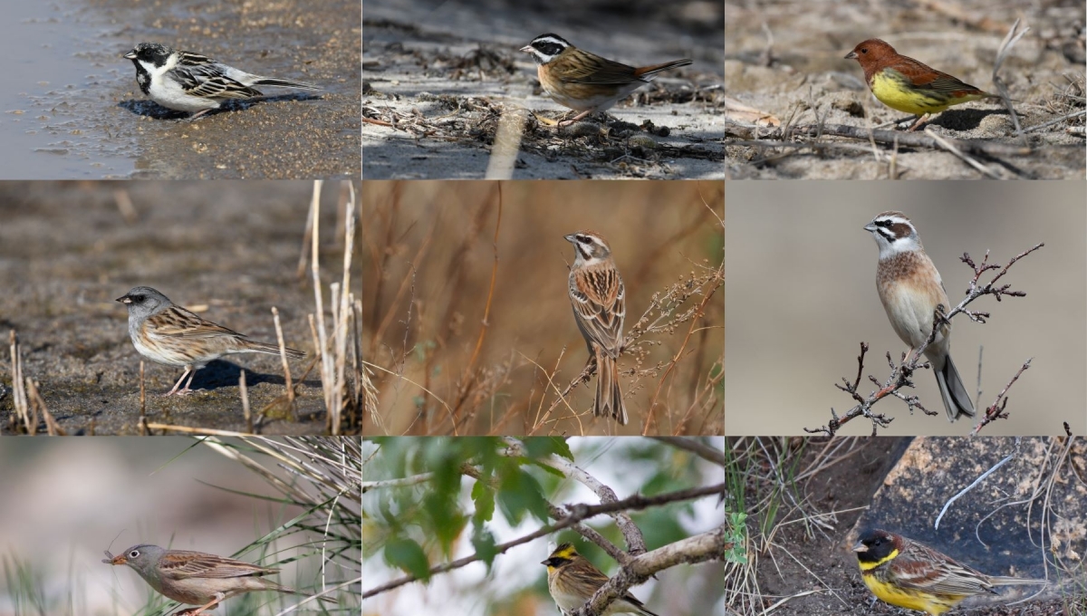 Far Eastern Mongolia Steppe Birding Expedition