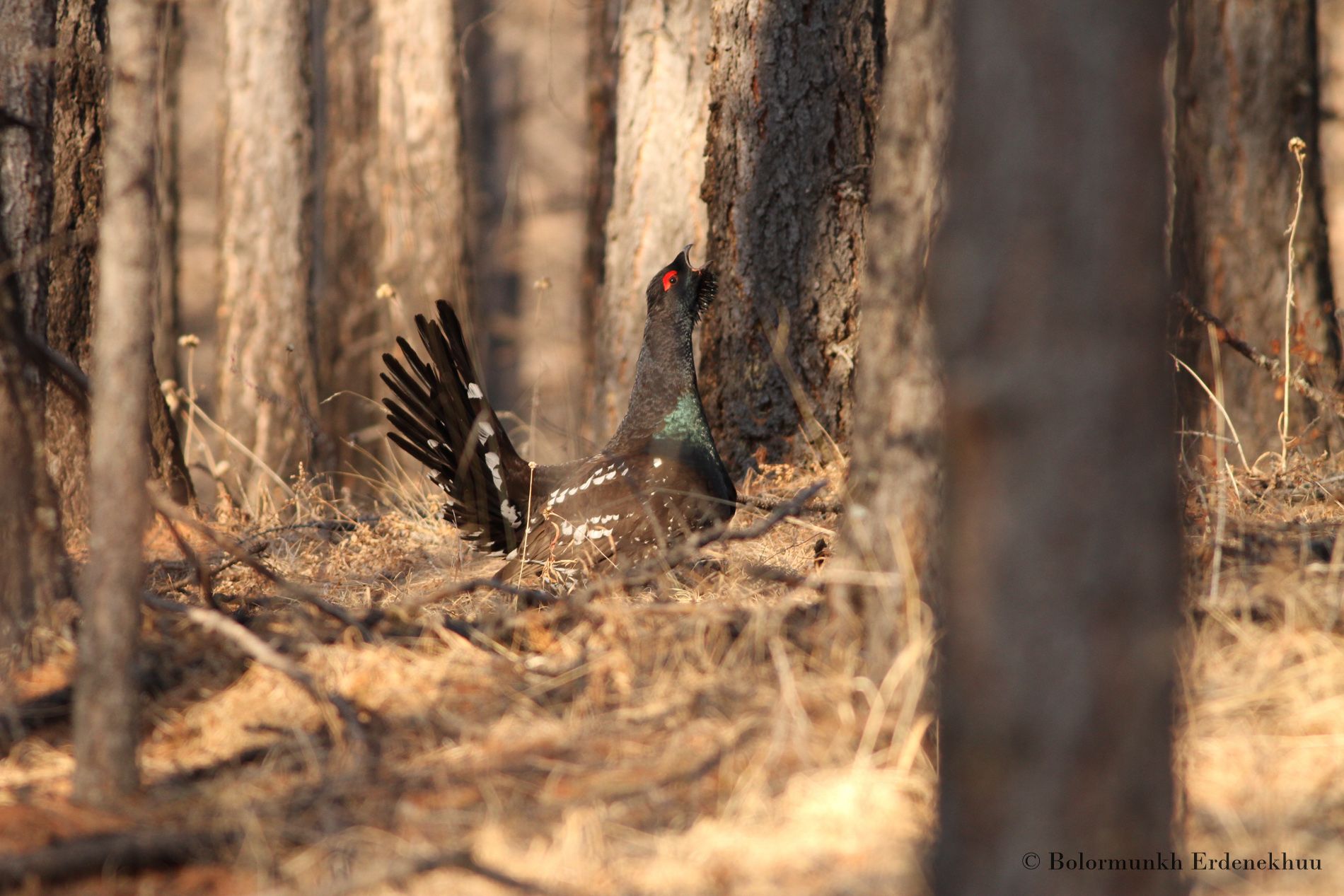 Mongol Daguur Grassland Birding Expedition