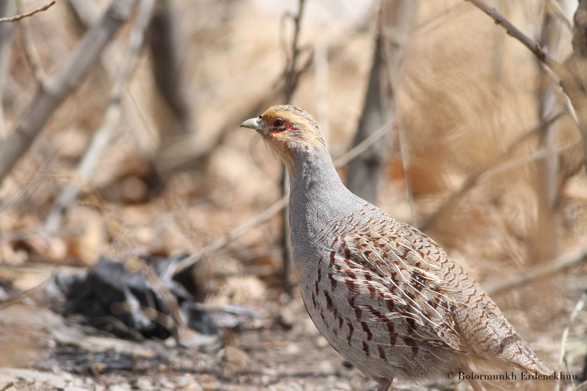 Northeastern Mongolia Bird Sound Recording Expedition