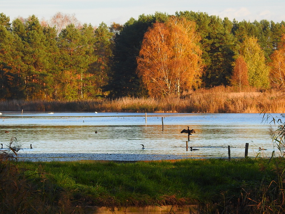 Private Barycz Valley Birdwatching Walk
