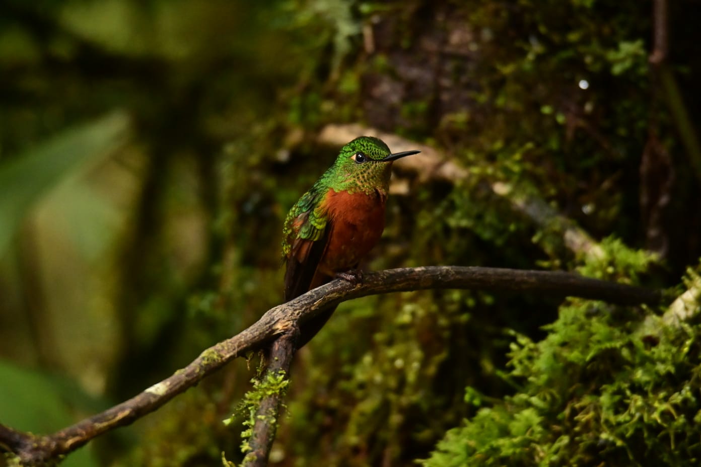 Private 12-Day Ecuador Andes to Amazon Birding Expedition