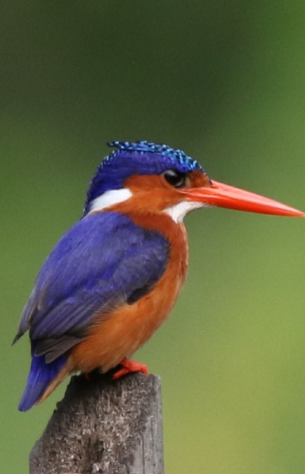 Nine-Day Gambia Birding and Photography Tour
