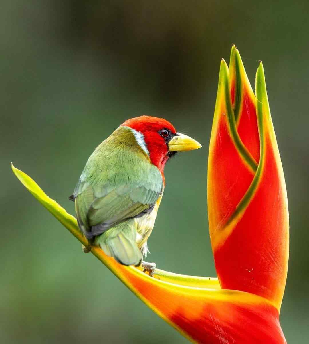 Three-Day Waterways, Birds and Llanos Nature Tour
