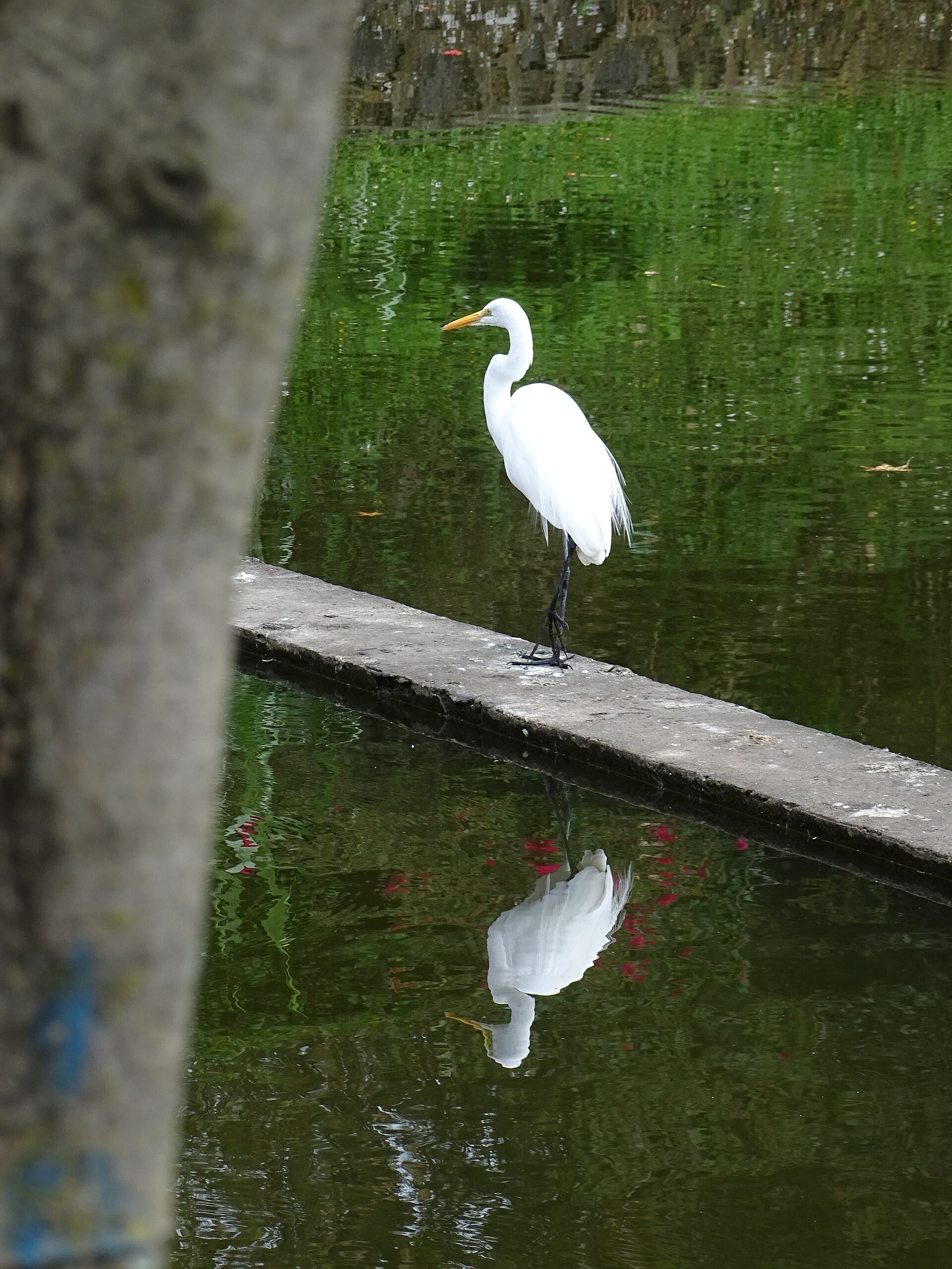 Private Veracruz and Southern Mexico Birding with Dr. Rafael Rueda